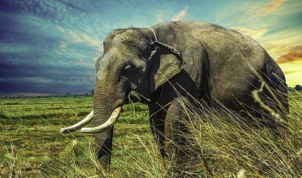 Participer à un safari dans une réserve naturelle